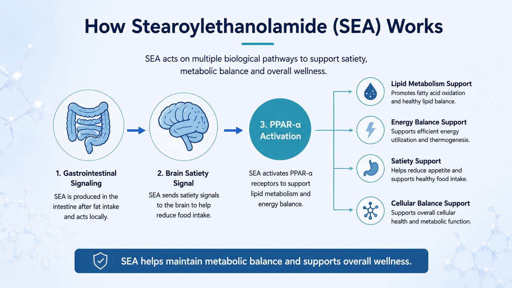SEA metabolic signaling and satiety support mechanism infographic