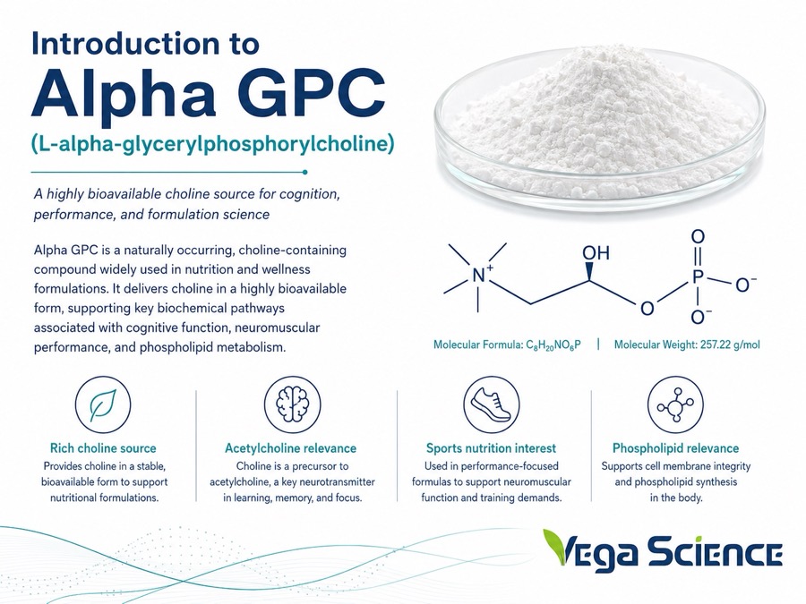 Alpha GPC Introduction ingredient information and formulation support