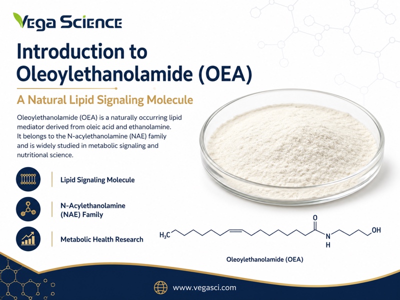 Oleoylethanolamide (OEA) product introduction and basic ingredient identity infographic