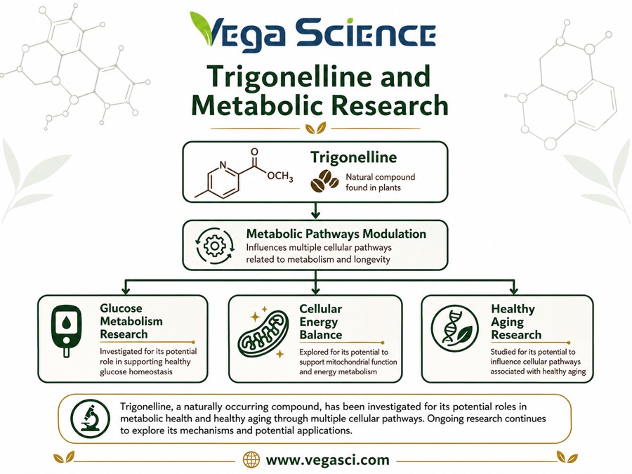 Trigonelline metabolic research infographic for glucose metabolism cellular energy and healthy aging