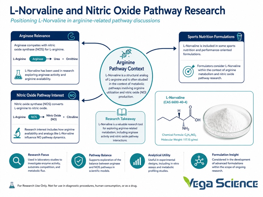 L-Norvaline nitric oxide pathway and arginase research context illustration