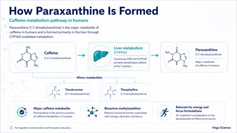 Paraxanthine formation through caffeine metabolism and CYP1A2 pathway